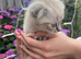 Scottish fold kitten
