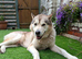 Husky x Malamute looking for his forever home
