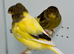 Beautiful pair of gloster canaries for sale