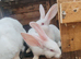 Male continental giant babies white