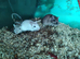 Mixed gerbil available