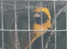 Yellow crowned bishop cock bird
