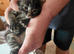 Maine coon x tabby