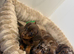 Miniature dachshund puppies