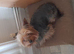 Small Yorkshire terrier