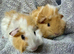 Baby boars