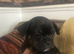 FRENCH BULLDOG/STAFFY CROSS