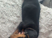 Miniature dachshund