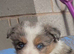 Collie puppies