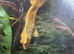 Adult male crested gecko