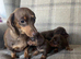 Kennel Club registered small Miniature Dachshund puppies