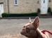 New Shade KC Registered French Bulldog Puppies
