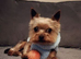 Yorkshire Terrier Puppies