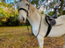 16.3 Irish draught mare