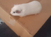 Guinea pigs