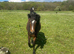 Filly 14th old