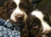 Beautiful English springer spaniels