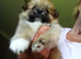 Pomeranian puppies