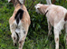 Goats for sale