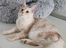 Maine Coon kitten