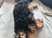 Ready this week 2 beautiful boys yorkies