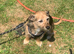 Sad sale of Bailey our much loved jackrussel