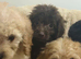 Five beautiful F1B Cockapoo puppies looking for loving homes ️