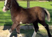 Smart Section A colt foal