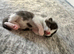 British Shorthair kittens BSH &pound;400