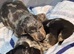 1 dachshund little boy ready 3rd November