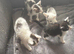 Domestic shorthair kittens