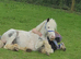 Mini cobs