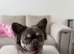 Fluffy French Bulldog looking for a new home