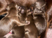 Kc reg chihuahua puppies Russian lines