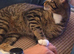 Young cat for sale to a good home!