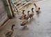 Kahkai Campbell ducks