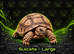 Tortoise Babies
