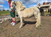 Beautiful palomino gelding