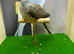 Diamond dove