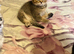 Beautiful BSH kitten