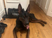 Big handsome boy for sale - TYSON