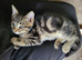 Maine Coon X kittens ready now