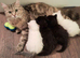 Norwegian forest cat cross