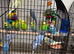Baby budgies