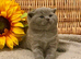 EXCEPTIONAL BSH MARBLE BOY