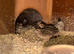 Family of button quail