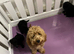 Black Cavapoo puppies