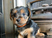 Yorkshire terrier puppies ***READY NOW***