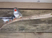 Finches