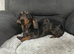 Miniature dapple dachshund